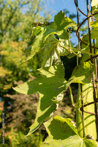 Sponge gourd or Luffa Aegyptiaca plant in Zurich in Switzerland photo