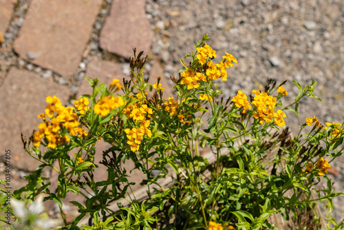 Mexican marigold or Tagetes Lucida plant in Zurich in Switzerland