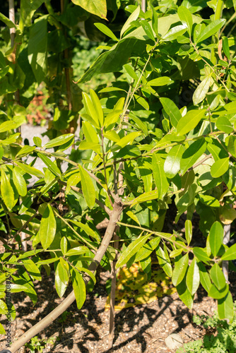 Ilex Paraguariensis plant in Zurich in Switzerland