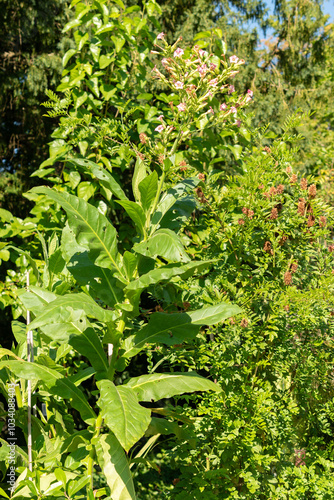 Wallpaper Mural Cultivated tobacco or Nicotiana Tabacum plant in Zurich in Switzerland Torontodigital.ca