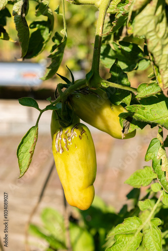 Tomato or Solanum Lycopersicum San Marzano plant in Zurich in Switzerland photo