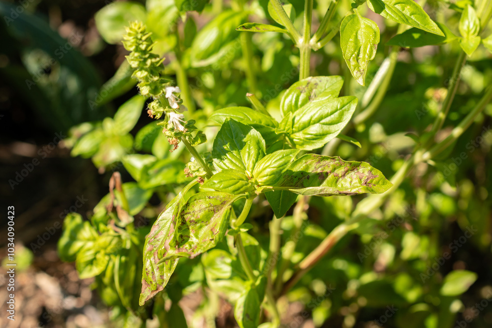 Basil or Ocimum Basilicum Genovese plant in Zurich in Switzerland Basil or Ocimum Basilicum Genovese plant in Zurich in Switzerland