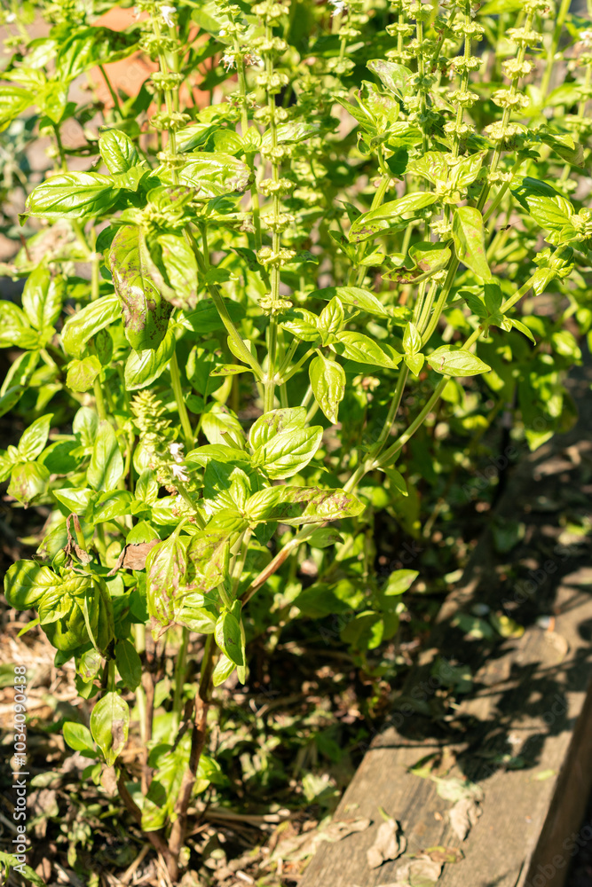Basil or Ocimum Basilicum Genovese plant in Zurich in Switzerland Basil or Ocimum Basilicum Genovese plant in Zurich in Switzerland