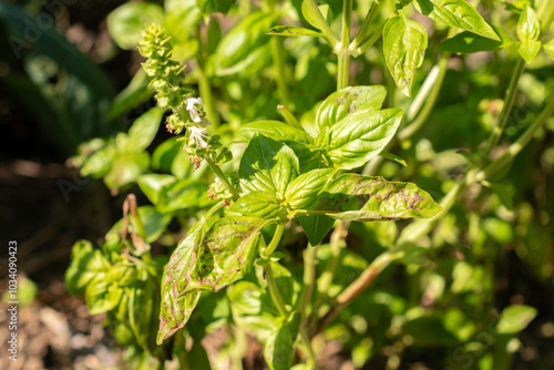 Basil or Ocimum Basilicum Genovese plant in Zurich in Switzerland