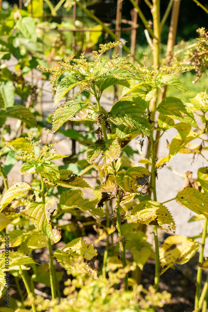 Burn nettle or Urtica Dioica plant in Zurich in Switzerland Burn nettle or Urtica Dioica plant in Zurich in Switzerland