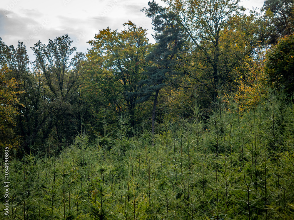 Wiederaufforstung im Mischwald Wiederaufforstung im Mischwald