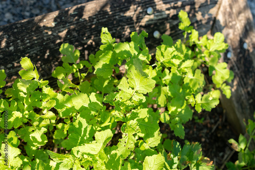 White mustard or Sinapis Alba plant in Zurich in Switzerland