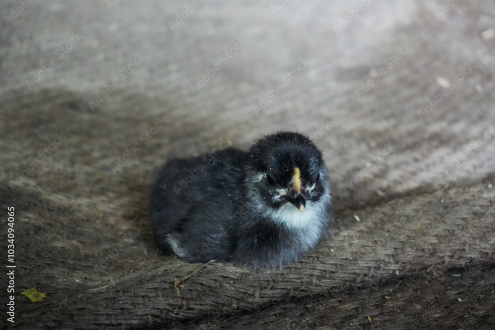 Fototapeta premium A small, fluffy chick with black feathers and a white patch around its eyes sits on a rough, textured surface. Its small, pointed beak and open eyes highlight its curious nature