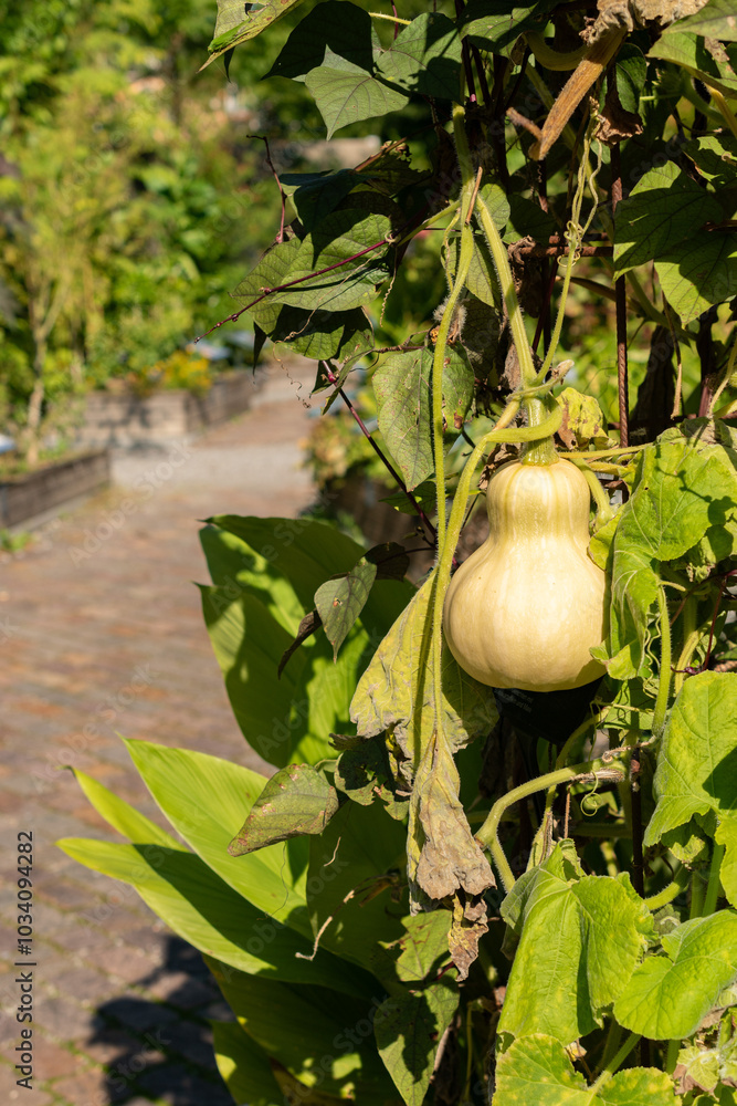 Pumpkin or Cucurbita Moschata Butternut plant in Zurich in Switzerland Pumpkin or Cucurbita Moschata Butternut plant in Zurich in Switzerland