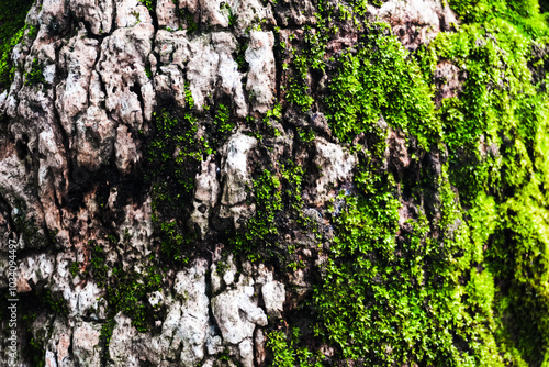 Moss-Covered Bark: A close-up of moss thriving on the textured bark of a tree, showcasing nature's intricate beauty and the delicate balance of life. 