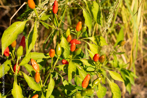 Chili pepper or Capsicum Frutescens Zimbabwe Birds Eye plant in Zurich in Switzerland photo