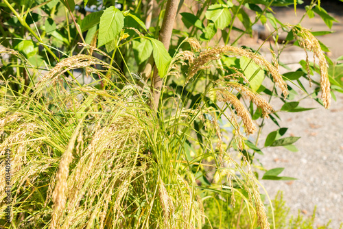 Williams lovegrass or Eragrostis Tef plant in Zurich in Switzerland photo