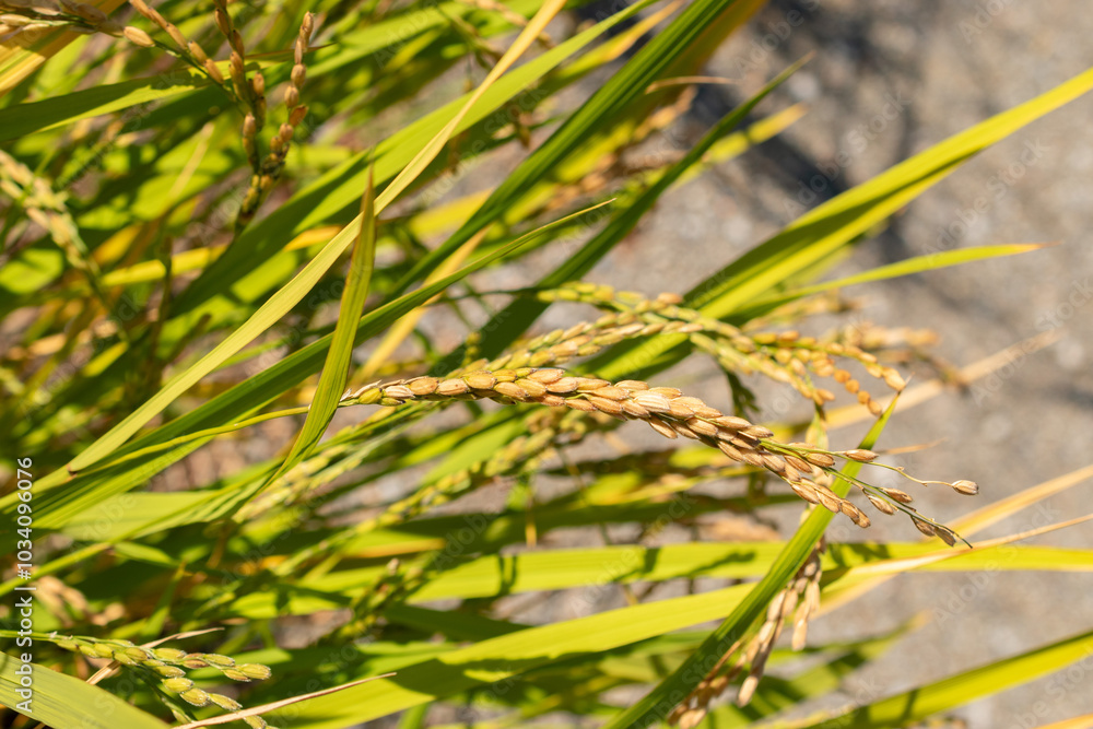 Asia cultivated rice or Oryza Sativa Loto plant in Zurich in Switzerland Asia cultivated rice or Oryza Sativa Loto plant in Zurich in Switzerland