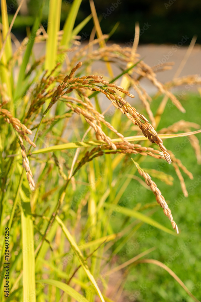 Asia cultivated rice or Oryza Sativa Loto plant in Zurich in Switzerland Asia cultivated rice or Oryza Sativa Loto plant in Zurich in Switzerland