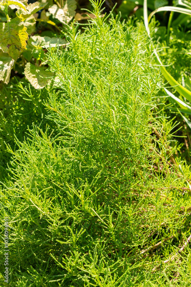 Green lavender cotton or Santolina Virens plant in Zurich in Switzerland Green lavender cotton or Santolina Virens plant in Zurich in Switzerland