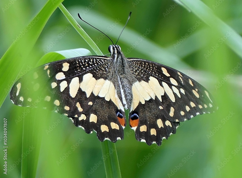 Fototapeta premium Macro view of a Lime butterfly with open wings perched on a green leaf in a natural setting