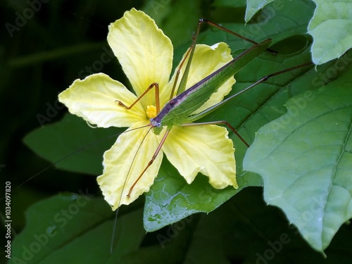 Phaneroptera falcata sits on a yellow flower surrounded by green leaves against dark background photo