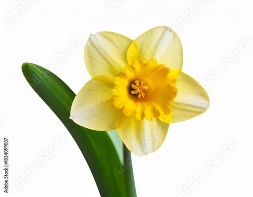 A single yellow daffodil