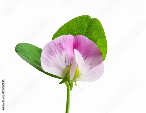 Pink Pea Flower Closeup photo