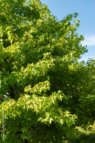 Oriental sweetgum or Liquidambar Orientalis plant in Zurich in Switzerland