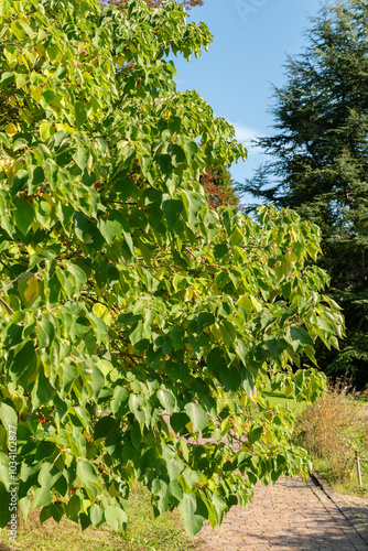 Papaer mulberry or Broussonetia Papyrifera plant in Zurich in Switzerland photo