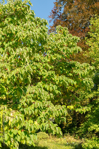 Papaer mulberry or Broussonetia Papyrifera plant in Zurich in Switzerland photo