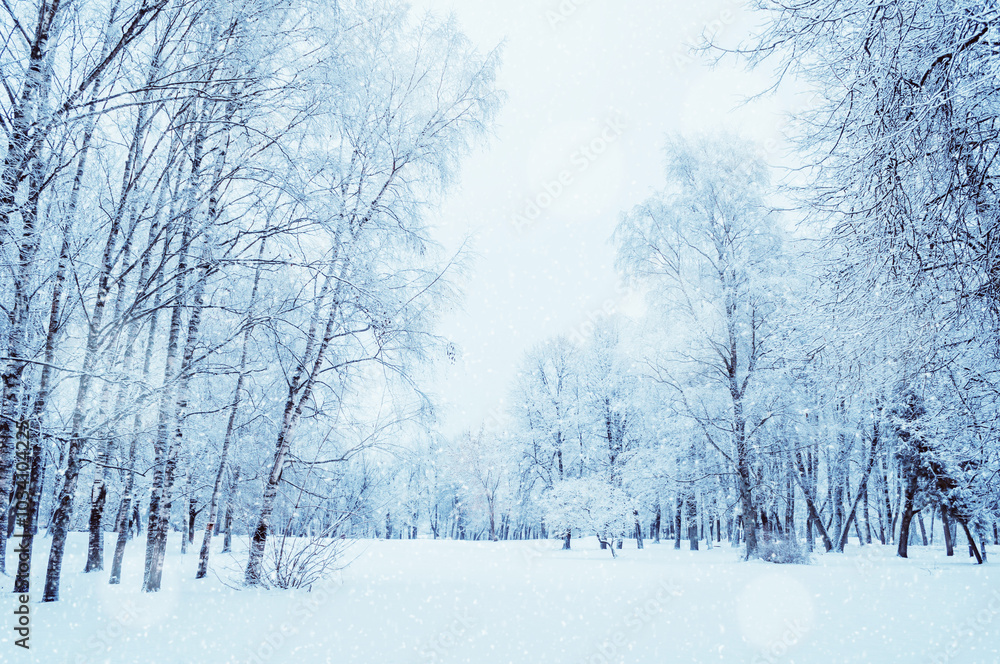 Winter park landscape, cloudy winter wonderland park with snowfall over winter trees in cloudy day. Winter park with falling snow Winter park landscape, cloudy winter wonderland park with snowfall over winter trees in cloudy day. Winter park with falling snow