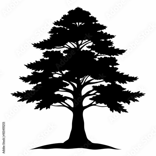 Cypress tree on black silhouette