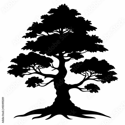 Cypress tree on black silhouette