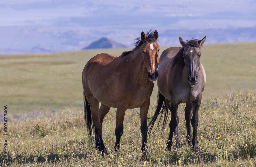 Wild Horses in Summer in the Pryor Mountains Montana Wild Horses in Summer in the Pryor Mountains Montana