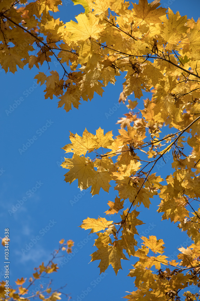 Bright yellow maple foliage on a sunny autumn day Bright yellow maple foliage on a sunny autumn day