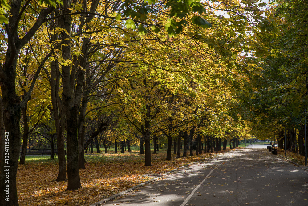 Naklejka premium Walk in the park on a bright sunny autumn day