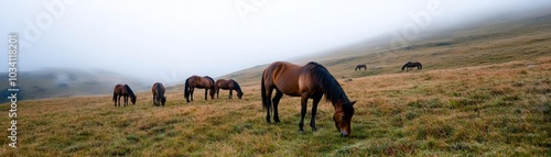 Herd of horses grazing peacefully on a foggy hillside.