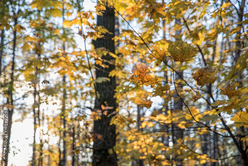 Bright yellow maple foliage on a sunny autumn day