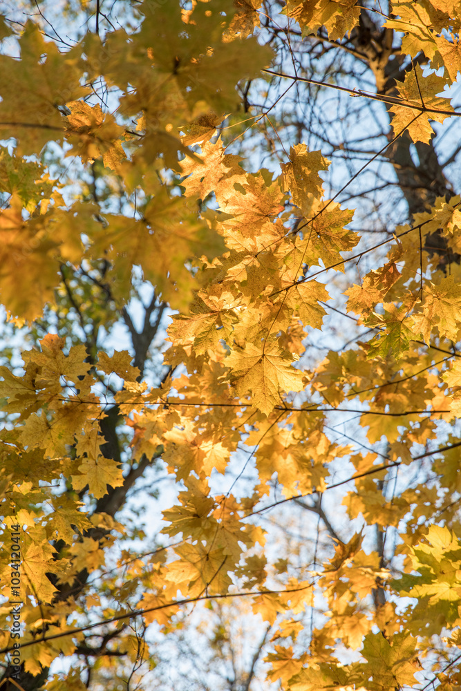 Bright yellow maple foliage on a sunny autumn day Bright yellow maple foliage on a sunny autumn day