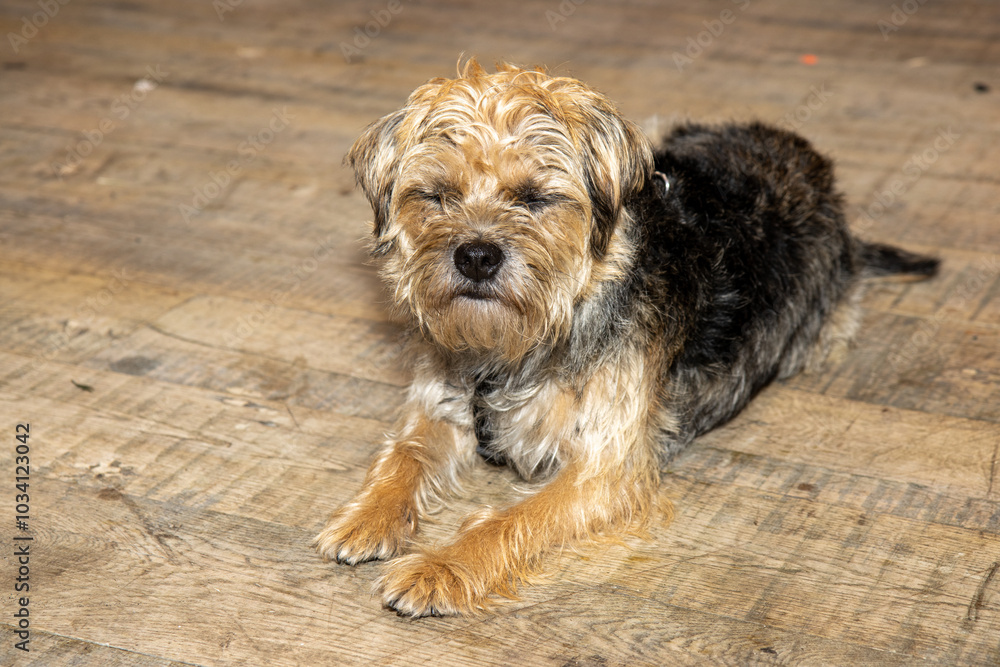 A cute brown and black Yorkshire terrier dog sat on a wooden floor looking sad and upset A cute brown and black Yorkshire terrier dog sat on a wooden floor looking sad and upset