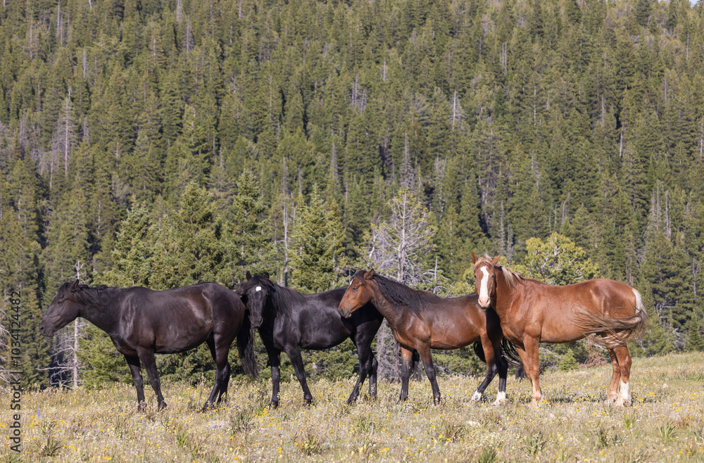 Wild Horses in Summer in the Pryor Mountains Montana Wild Horses in Summer in the Pryor Mountains Montana