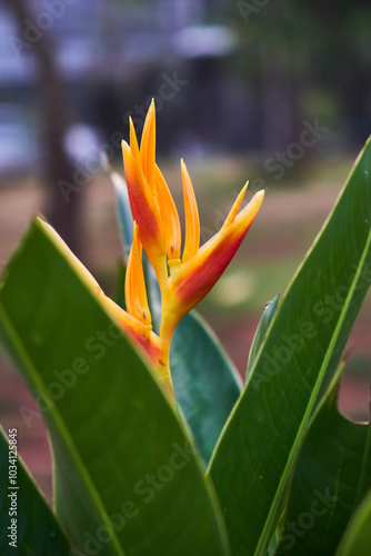 Vibrant tropical Heliconia psittacorum plant with colorful flower in the garden photo