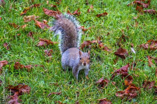 A grey squirrel looking directly at the camera on the ground in a park in Bedford, United Kingdom photo