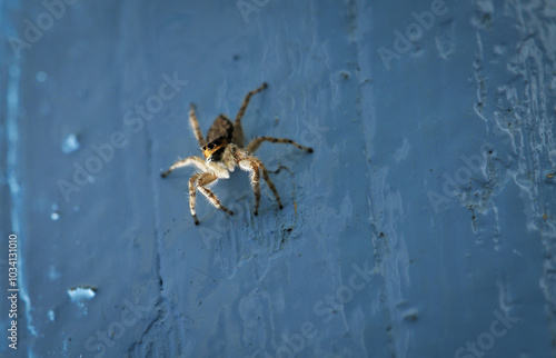 Araignée sauteuse à l'affut sur un volet en bois bleu photo