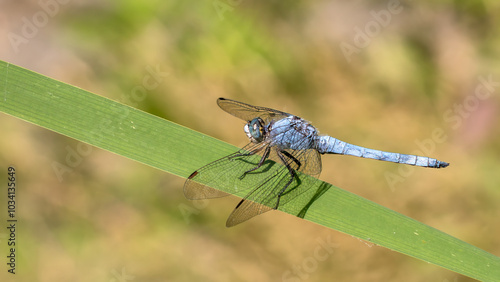 Southern skimmer male - Orthetrum brunneum photo