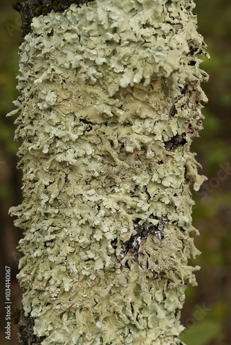 Close-Up of Lichen on Tree Trunk photo