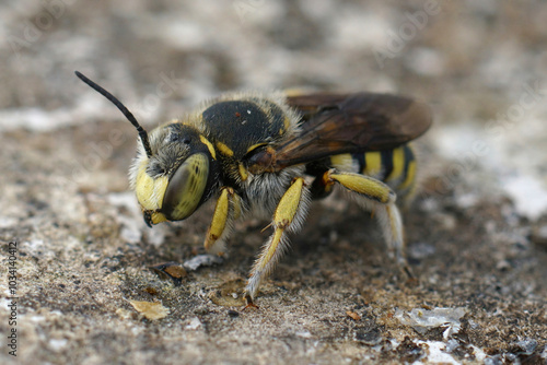 Closeup on a European woolcarder bee, Anthidium manicatum sitting on stone photo