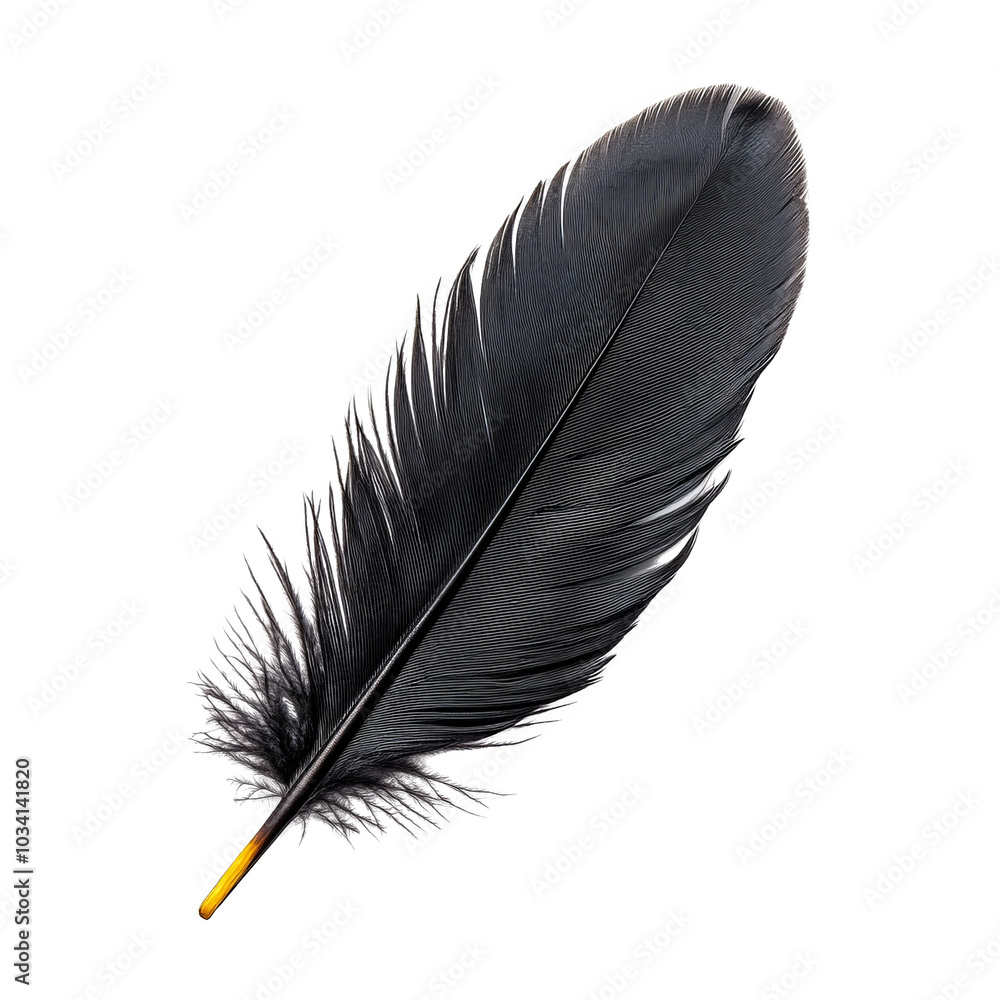 Single black feather on a white isolated background. Single black feather on a white isolated background.