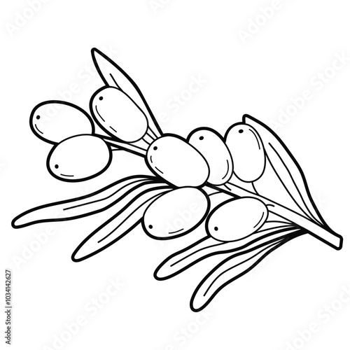Sea buckthorn branches with berries and leaves. Contour drawing. Black white outline illustration, isolated on white background. Design elements or page of children's coloring book