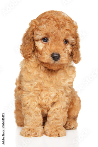 Cute Apricot Miniature Poodle Puppy Sitting