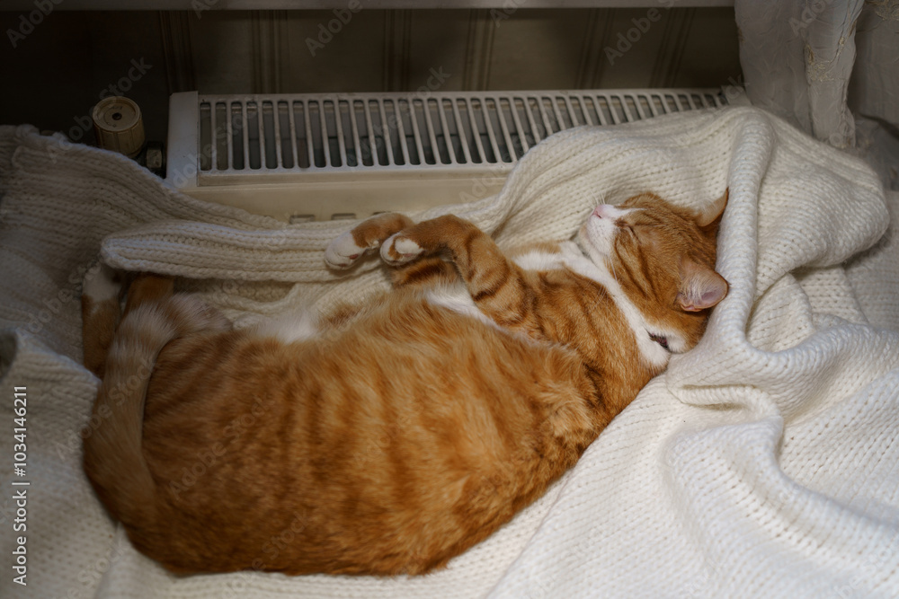 Ginger cat sleeps on a white knitted blanket by the radiator, curled up in a ball. In cold weather, the warmth from the radiator provides comfort, emphasizing the need for stable heating in chilly tim Ginger cat sleeps on a white knitted blanket by the radiator, curled up in a ball. In cold weather, the warmth from the radiator provides comfort, emphasizing the need for stable heating in chilly tim