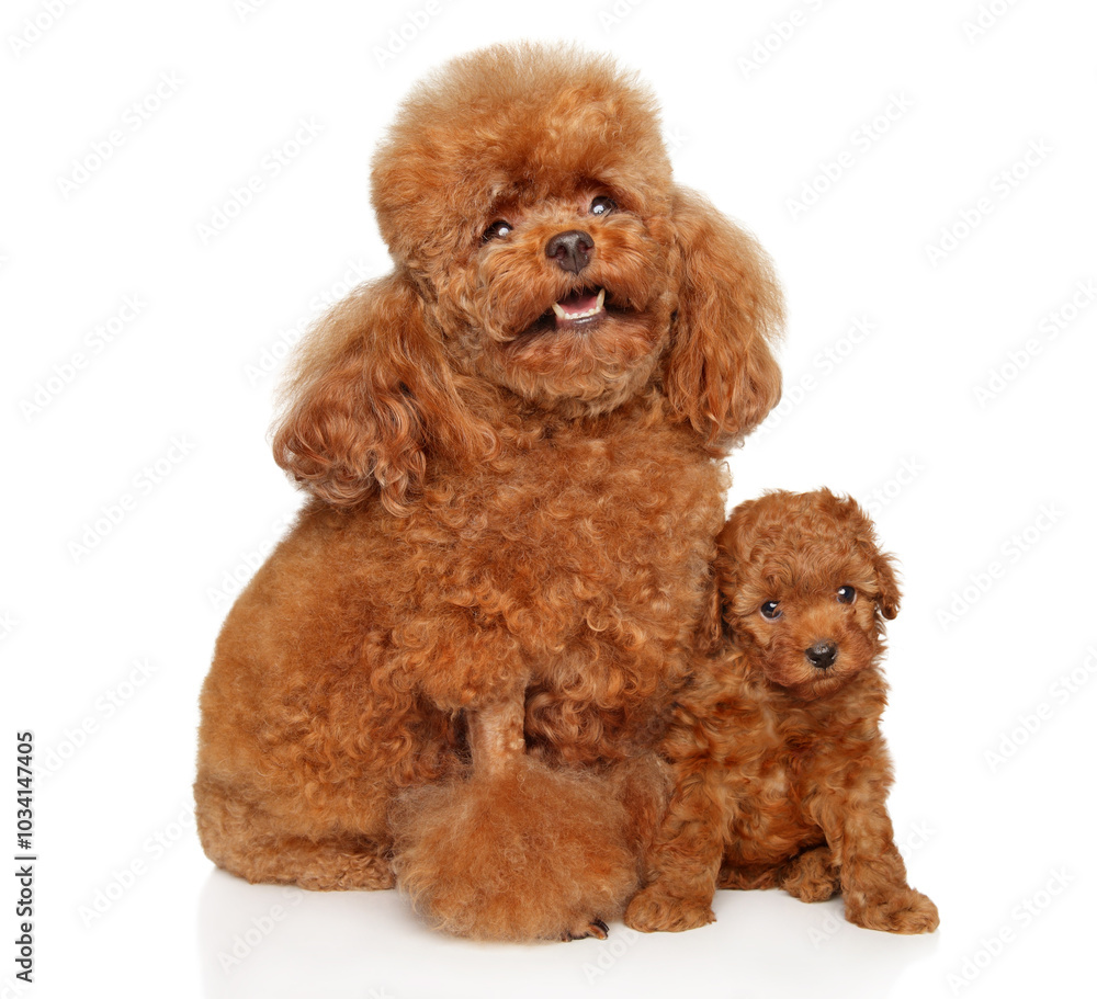 Red toy poodle with puppy portrait Red toy poodle with puppy portrait