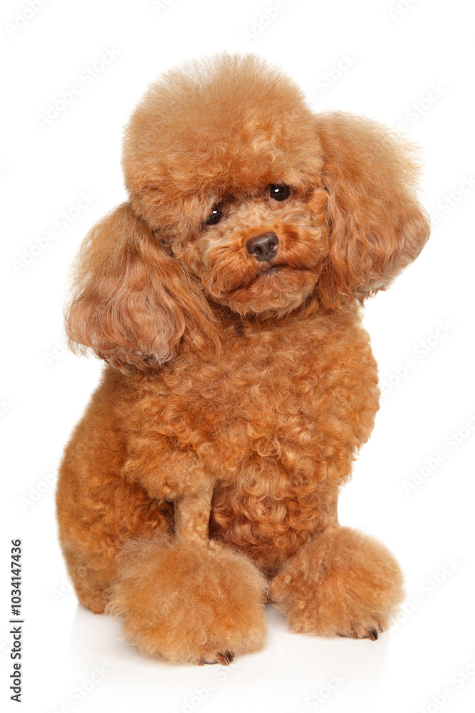 Red toy poodle sitting portrait Red toy poodle sitting portrait
