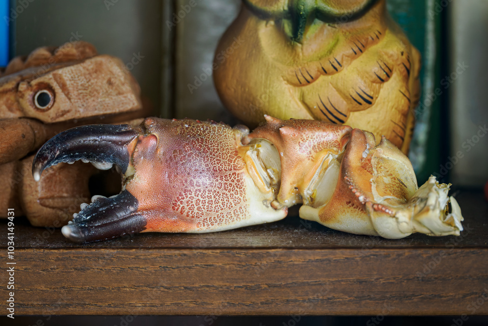 A torn crab claw on the shelf.
A torn crab claw on the shelf.